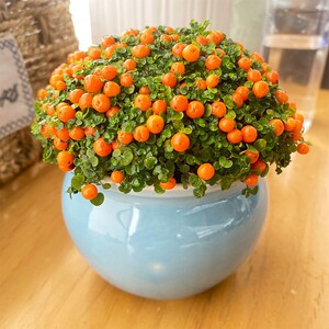 珍珠橙盆栽绿植花卉多肉植物办公桌室内客厅易养红果薄柱草微型花