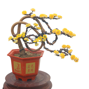 结香花盆景梦里花树盆栽耐寒植物阳台花园花卉冬季开花盆景带花.