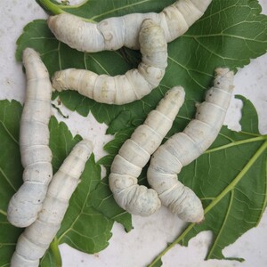 蚕宝宝学生养蚕套装天然彩蚕活体金丝蚕卵5龄神奇的大蚕巨形春蚕