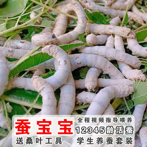 蚕宝宝巨型彩色