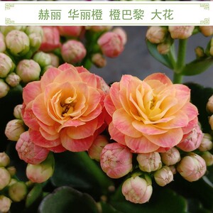 进口巴黎大花重瓣长寿花赫丽华丽橙吉他惊艳祥云马德里绿巴黎柏丽