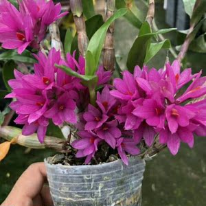 水莲石斛又名姬美石斛植株迷你盆栽开花花期长绿植花卉兰花