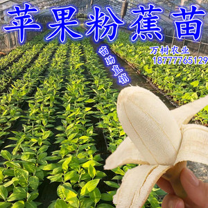 苹果粉蕉苗矮化新品种香蕉树苹果粉苗树苗果苗南方盆栽当年结果