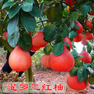 泰国红宝石青柚苗暹罗三红柚越南青柚树苗柚子南方种植嫁接枝条