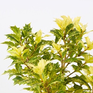 新品花叶柊树三色柊树盆栽花园亮点植物不落叶灌木