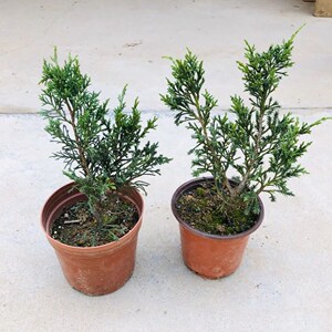 海六工厂店淘宝22日本八房米叶系鱼川真柏盆景素材苗造型盆景真柏苗