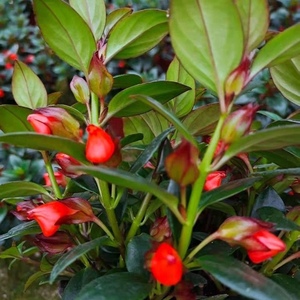 金鱼吊兰带花红色