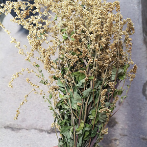 六月雪泰顺凉茶 一把 天然山草 野生满天星 日日有浙江温州山货