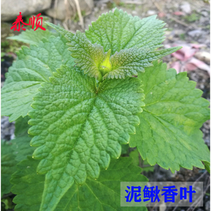 藿香薄荷香苏1把新鲜白紫苏烧溪鱼泥鳅汤螺丝田螺 泰顺特产