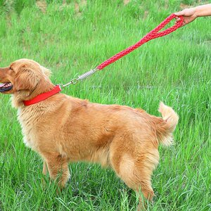 金毛狗狗一步牵引绳