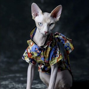 比鲁斯猫