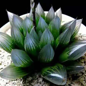 n22雫绘卷玉露硬化有根 瓦苇属十二卷 净化空气室内精品多肉植物