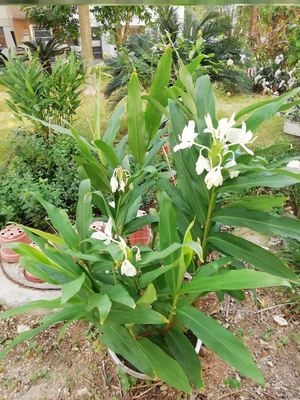 姜花盆栽带花新鲜白姜花苗鲜花野生姜花种球开花很香绿植室内盆栽