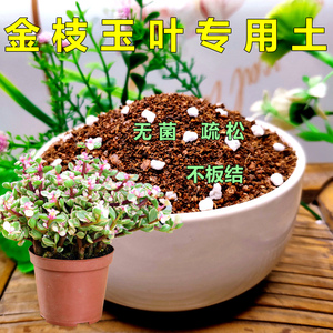 金枝玉叶专用土雅乐之舞多肉通用营养土盆栽花卉有机土壤种植花泥