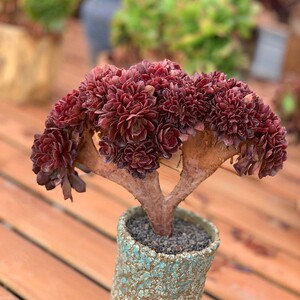 万圣节沙拉碗缀化法师多肉植物朵朵缀老桩多头生稀有肉肉盆栽花