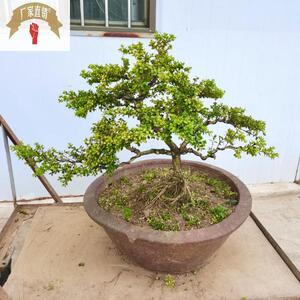 金边珍珠黄杨盆景 鱼鳞木 树桩盆景 室内 办公桌客厅 盆栽植物