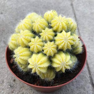 仙人球金丝猴金晃英冠玉锦多头自根电脑办公室居家摆设绿植小盆栽