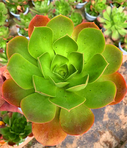 加州香炉盘 法师老桩庄手捧花多肉植物办公室内阳台盆栽绿植多肉