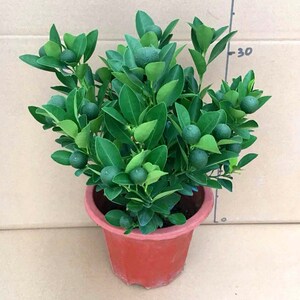 四季桔盆栽带果金桔朱砂桔橘子客厅阳台办公室好寓意招财好养耐寒