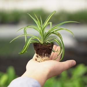 石头花匠 卷叶吊兰(荷兰进口)好养爆盆室内阳台四季长绿植物