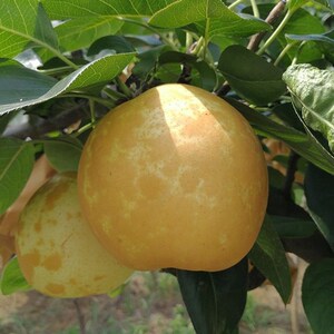 果树苗 梨树苗 水晶梨树苗 嫁接雪梨子树苗南方北方种植当年结果