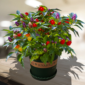 辣椒种孑七彩椒花种籽四季开花易活花苗盆栽植物室内花草好养花卉