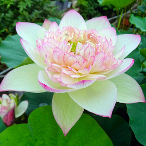 【中大型品种:新云锦】观赏荷花苗藕苗根苗种藕盆栽藕碗莲