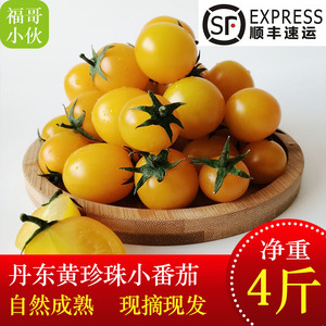 丹东黄珍珠小番茄新鲜水果现摘现发 黄色圣女果黄珍珠小柿子顺丰