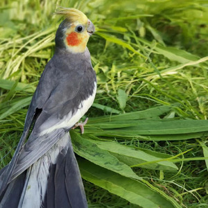 000人付款淘宝高端雏鸟宠物玄凤鸟鹉q活鹦幼小大粮