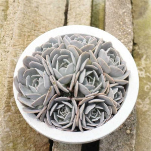 粉鲁群生鲁氏石莲多肉老桩一物一拍多肉植物新手净化空气