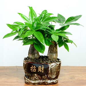 22发财树小盆栽家庭绿植客厅盆花植物室内旺宅桌上绿植树木h禄植