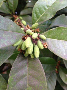 22包邮天香台阁九龙桂中华龙桂四季黄金桂南北桂花苗l木花卉盆栽