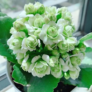 盆栽绿巴黎马德里系列凤尾花苗k长寿花重瓣大花盆栽单瓣盆栽四季