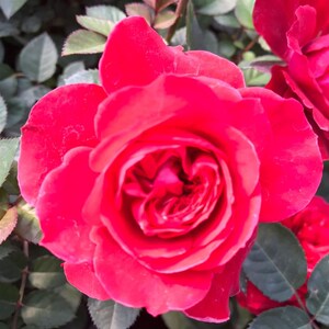 新品瑰花盆栽f(火烧云)欧洲月季带花苞四季开花阳台庭院花卉植