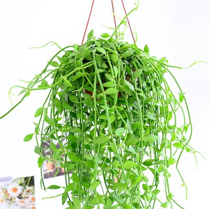 翡翠恋吊兰盆栽多肉室内长藤垂吊耐阴好养花叶翡翠情人泪植物绿植