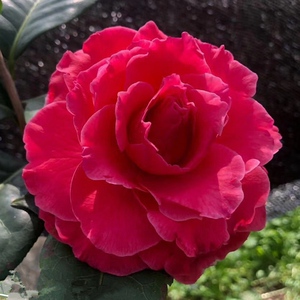 00 1人付款  淘宝 情人节 稀有名贵品种情人节茶花扦插原生嫁接苗耐寒