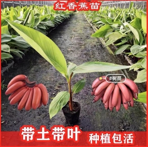 红香蕉树苗苹果蕉香蕉粉蕉矮皇帝焦当年结果带土带叶带营养杯发货