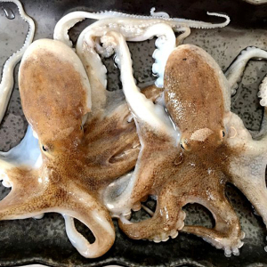 3斤小号短腿小八爪鱼约15只/斤肉质弹嫩去牙齿去内脏