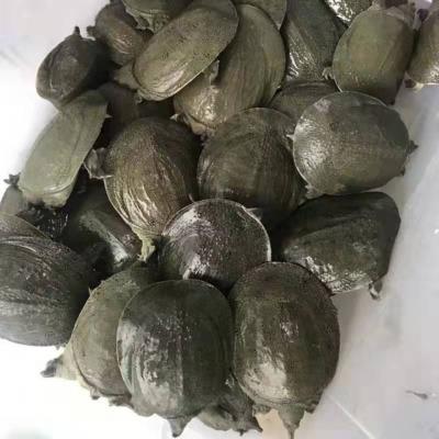 高端苗外塘d散养鱼甲苗黄河甲鱼苗中华甲鱼苗大小规格包活奢华