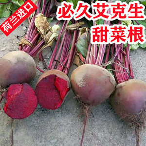 荷兰必久甜菜根种子田菜根=红籽甜菜新种籽蔬菜红甜菜籽红梗甜菜