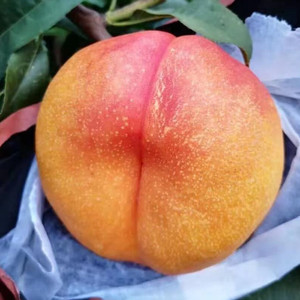 【油蟠7-7】 黄金蟠桃苗 中油蟠9号桃苗 油蟠桃苗 新品种蟠桃桃苗