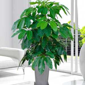摇钱树大型盆栽室内北欧风植物送礼大叶伞绿植盆景漳州厦门莆田.