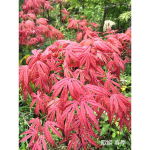 歌姬枫树粉红色系品种马洋亭下槭树园3年苗1加仑20cm(含)-30cm