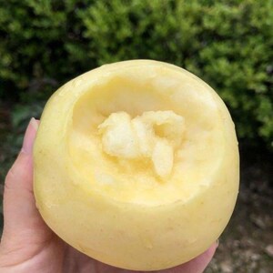 新品种黄元帅苹果树苗地栽奶油富士金冠帅苹果苗嫁接苗南北方种植