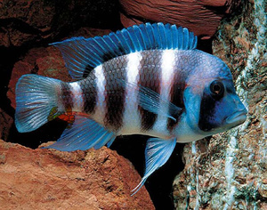 22纯种进口皇冠六间鱼布隆迪三e湖慈鲷坦鲷布隆迪六间鱼热带鱼观