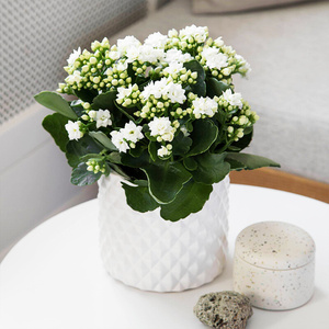 22长寿花白色重瓣白雪单瓣冰岛室内外花卉盆栽y阳台窗台观花婚礼