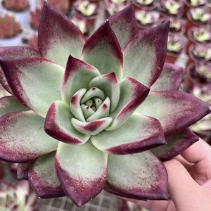 新品卡多肉老桩群生o一物一拍罗宾乌木超大包邮口红多头组合盆栽