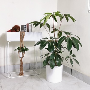 22招财树老桩日本大叶伞绿植客厅植物大型北欧室内花卉盆栽耐c阴