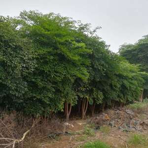 幸福树幌伞枫广伞枫三杆老桩树干树头挖起来都处理过易活发财绿m