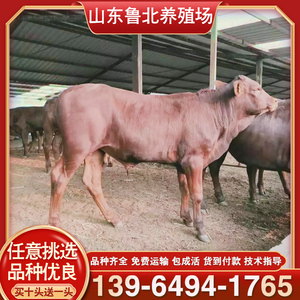 西门塔尔牛犊活牛出售黄牛活苗 牛仔 小牛犊 大型种牛 养殖技术